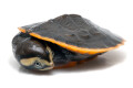 Emydura subglobosa juvenil